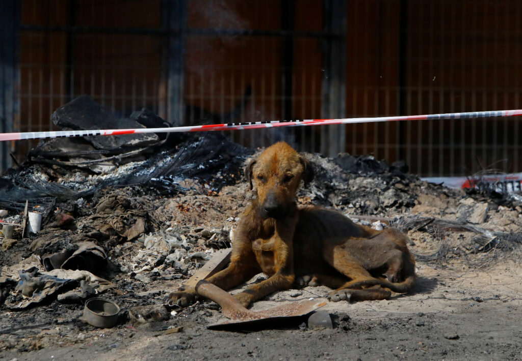 Municipalidad de Curicó rescató a más de un centenar de perritos desde refugio a cargo de fundación “Almas en el Camino” en Vista Hermosa 1 WhatsApp Image 2024 02 21 at 11.40.06