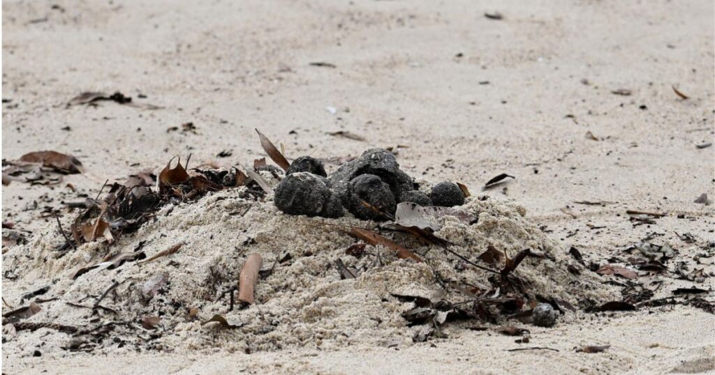 Australia: Cierran dos icónicas playas de Sídney por hallazgo de miles de bolas de alquitrán 1 Copia de IMAGEN DESTACADA MEDIAINFO 60