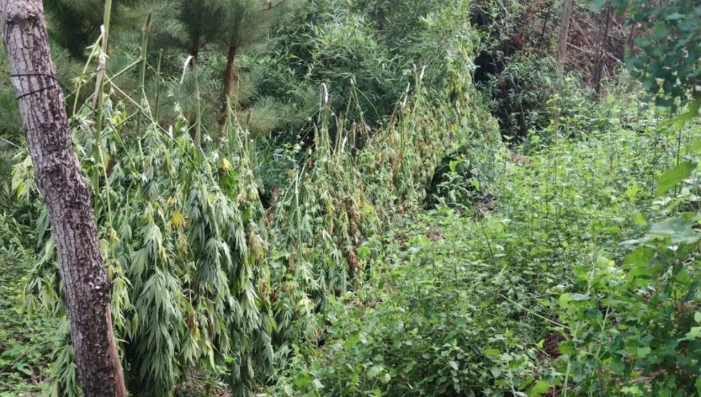 Constitución: Carabineros descubre plantación de marihuana en Putú durante operativo en zona rural 1 marihuana Constitucion