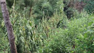 marihuana Constitucion