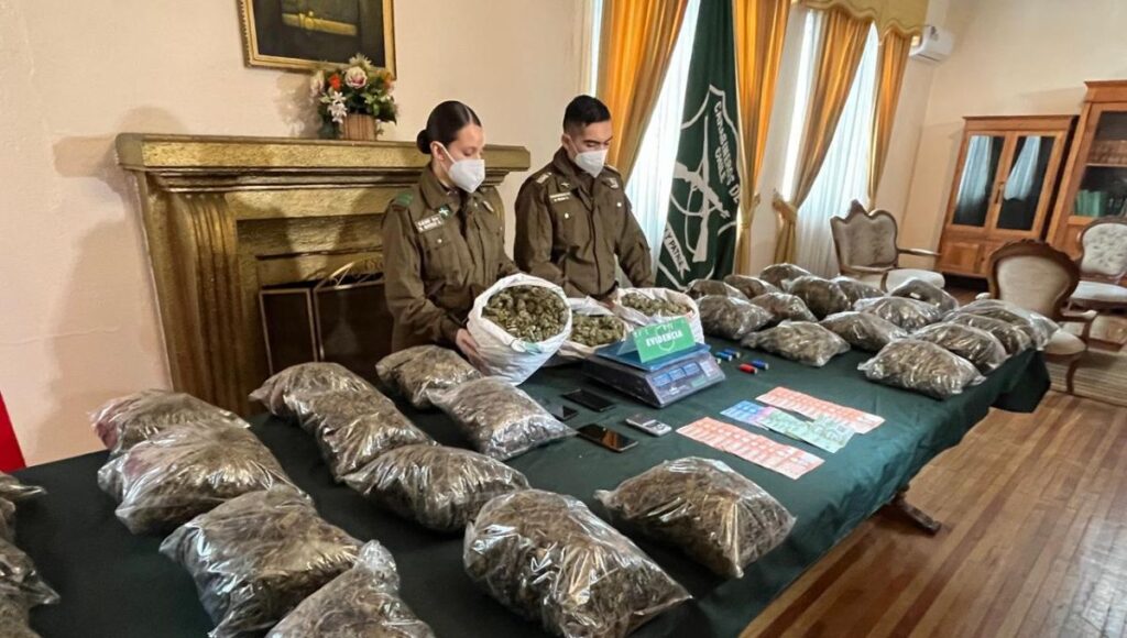 Desbaratan red de tráfico de cannabis sativa en el Maule con incautación histórica de 22 kilos de droga 1 Desbaratan red de trafico de cannabis sativa en el Maule con incautacion historica de 22 kilos de droga