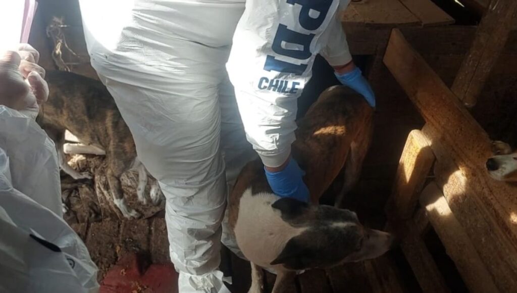 Detienen a sujeto por maltrato animal en Sagrada Familia 1 Detienen a sujeto por maltrato animal en Sagrada Familia