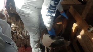 Detienen a sujeto por maltrato animal en Sagrada Familia
