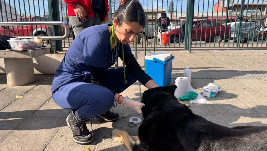 El Centro Veterinario Municipal de Talca registra más de 37 mil atenciones en su primer año 1 El Centro Veterinario Municipal de Talca registra mas de 37 mil atenciones en su primer ano