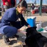 El Centro Veterinario Municipal de Talca registra mas de 37 mil atenciones en su primer ano