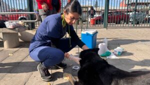 El Centro Veterinario Municipal de Talca registra mas de 37 mil atenciones en su primer ano