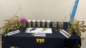 Imputado fue formalizado en Linares por cultivo de marihuana indoor y tenencia ilegal de armas
