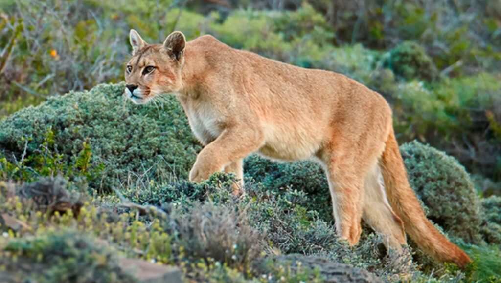 Preocupación por presencia de pumas en cerro Traluñé de Molina 1 Preocupacion por presencia de pumas en cerro Tralune de Molina