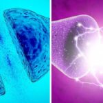 Cientificos crean neurona artificial que imita la actividad del cerebro humano con minima energia