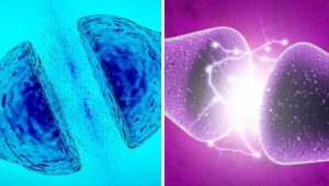 Cientificos crean neurona artificial que imita la actividad del cerebro humano con minima energia