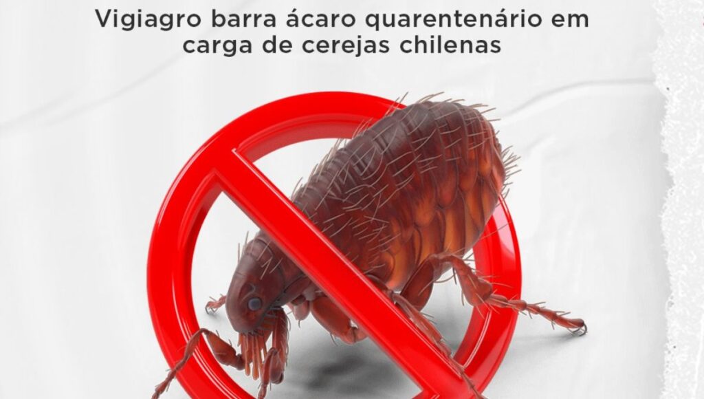 Brasil destruye cargamento de cerezas chilenas tras detectar plaga considerada de riesgo agricola